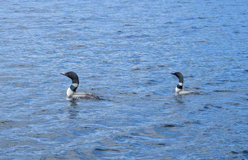 Quanahawasset on Damariscotta Lake - Foto 21