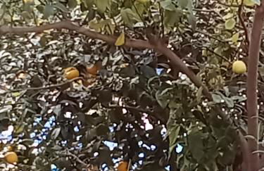 Mamma Elisa appartment - Photo 17