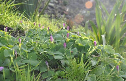 Lava Homes - Photo 43