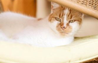 Agroturystyka Gajówka Pilica - Foto 26