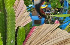 Chacara do Tche - Foto 38