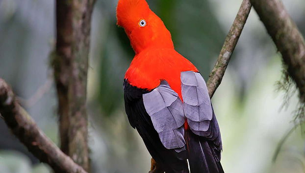 Farallones de Cali & El Topacio Day Trip - Foto 2