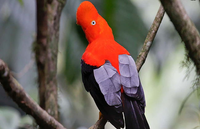 Farallones de Cali & El Topacio Day Trip - Foto 2