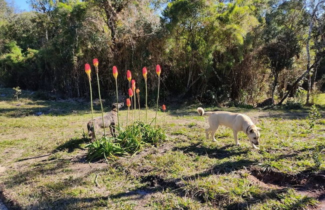 Recanto Vista Alegre - Rancho Queimado - Photo 41