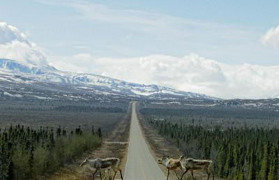 Moose Mountain Cabin- Cozy retreat with aurora views - Foto 9