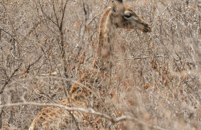 Buccara Waterberg - Molapo - Photo 73