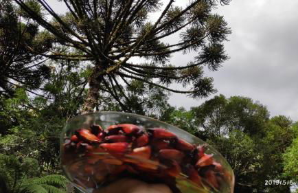 CASA GOLDONI GRAMADO 4 Quartos - Photo 32