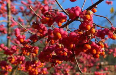 Cinija Cottage - Family Eco Retreat in Nature Park - Foto 48