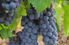 Castel Brunello - Foto 55