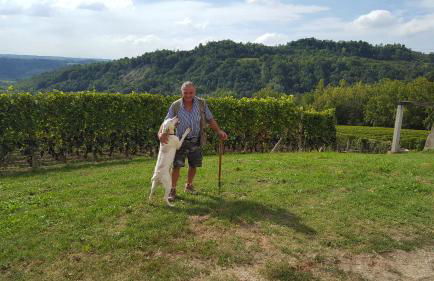 La Rosa Gialla Bio Apartments & rooms - Foto 52