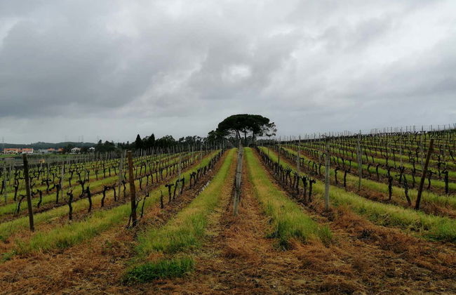 Bairrada Wine Region Tour - Photo 3