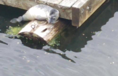 Riverside retreat with stunning views, historic charm - Coastal adventure awaits - Foto 24