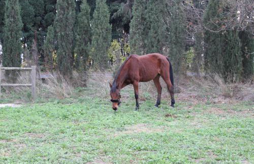 Mas des Oliviers - Foto 33
