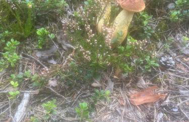 Domki nad morzem " Przy Lesie" - Foto 38