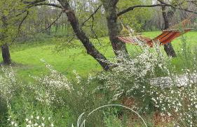 Ninho Bico-de-Lacre ~ o paraíso é a/na Terra - Foto 43