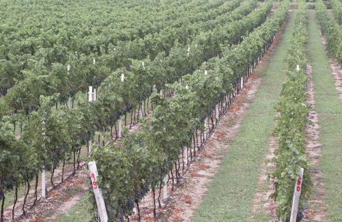 Agriturismo Colombarola - Foto 33