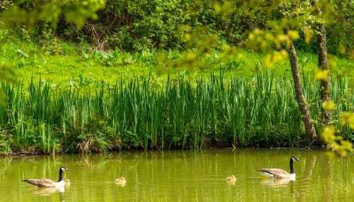 Chalet Lodge 6 - Hot Tub Lodge by Interhome - Foto 5