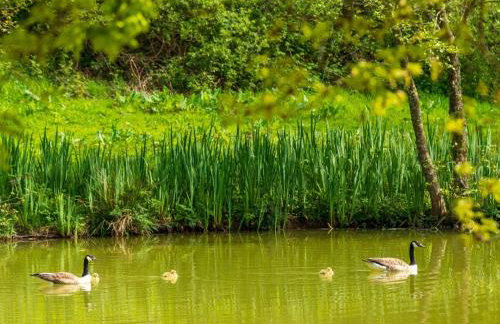 Chalet Lodge 2 - Hot Tub by Interhome - Foto 38