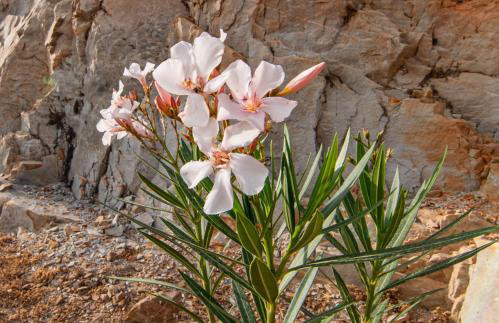 The Rock *Peaceful Retreat House - Foto 32