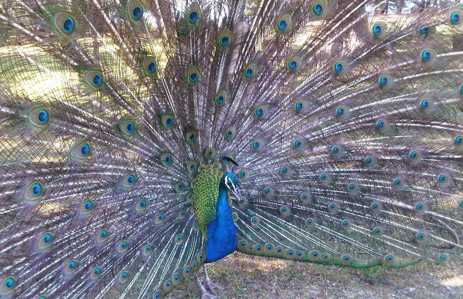 Dubrovnik Coastal Gem - Foto 21