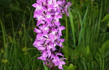 Landhaus Brigitte - Foto 12