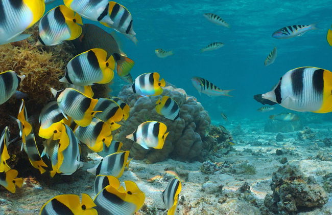 Giro in barca con fondo trasparente - Foto 1