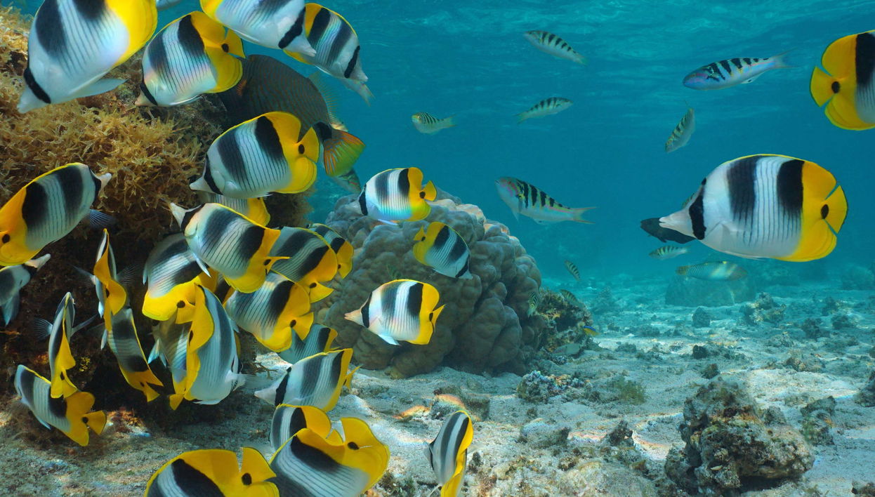 Glass-Bottom Boat Tour - Foto 1