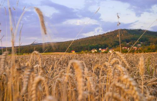 Exklusive Ferienwohnung Geisfeld - Foto 23
