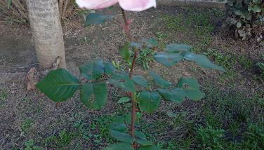 La Casina di Lalu' - Foto 5