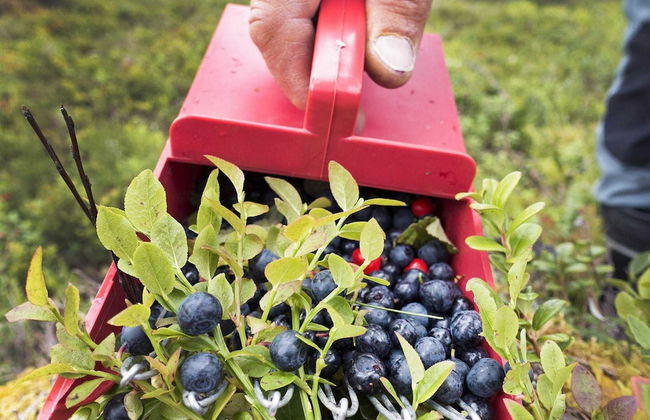 6 Person Holiday Home in Kopparberg-by Traum - Foto 17