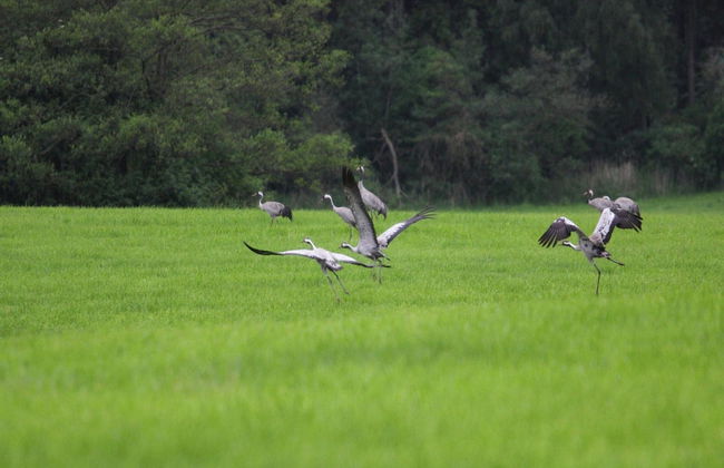 Haus am Gardersee mit Garten - Photo 20