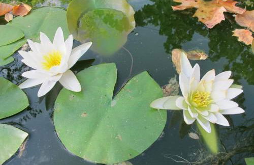 Tapada da Rabela - Reserva Natural - Foto 49