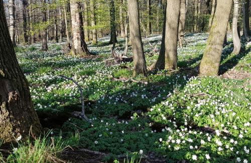 Lovely Apartment in Hesse - Foto 62