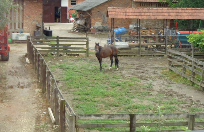Tourist farm and beekeeping Salamun - Foto 23