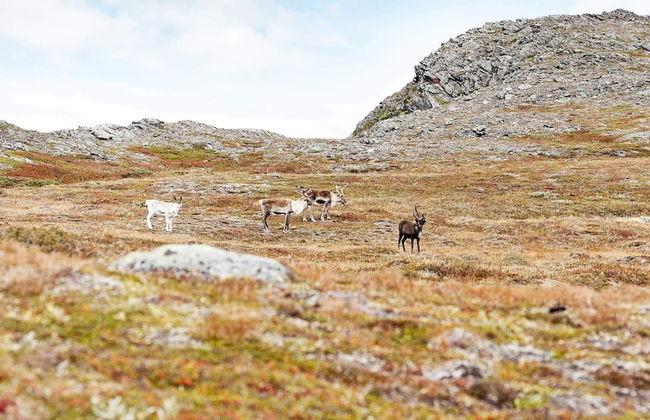 6 Person Holiday Home in Rennebu-by Traum - Foto 45