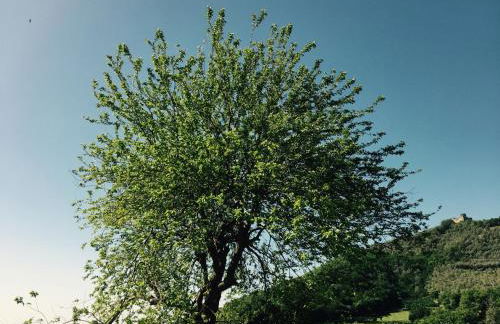Agriturismo La Vecchia Quercia - Foto 86