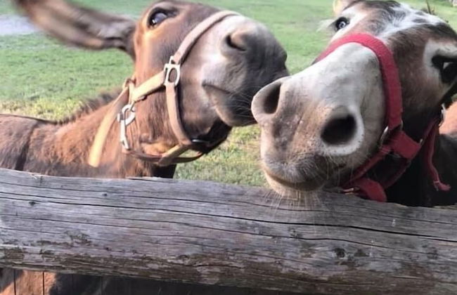 Corte Breda Agriturismo Bed & Breakfast - Foto 39