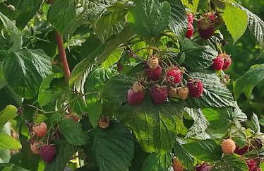 Quinta Damigo - Foto 64