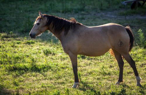 Herdade do Moinho Novo - Foto 28