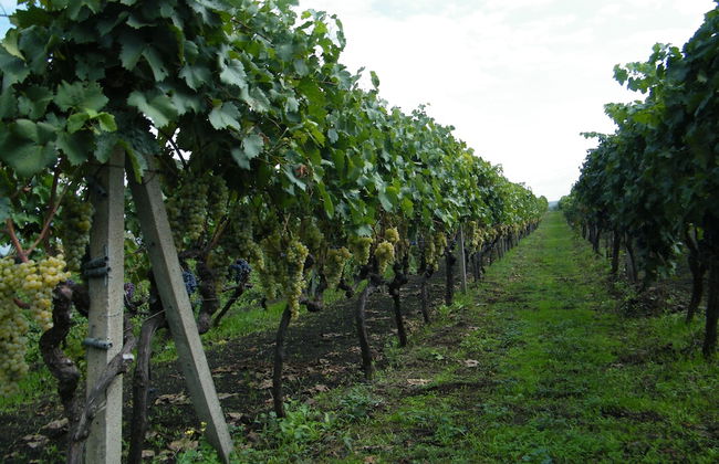 Etna Wine Agriturismo - Foto 43