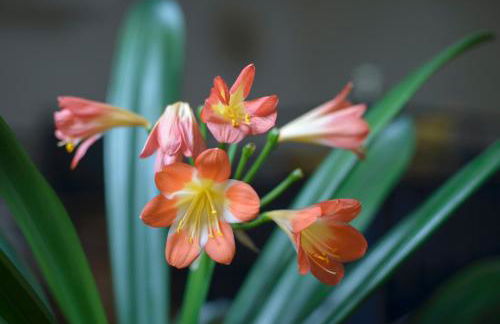 Nengshof - Haus Königskerze - Foto 38