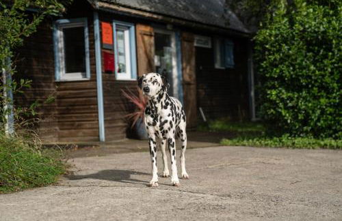 Coqslitscaux - Foto 41