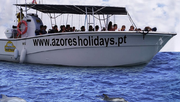 Whale Watching - Boat Tour - Foto 5