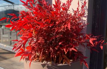 Agriturismo La Terrazza su Farfa - Foto 43