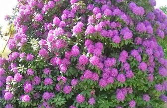 Bungalow Thiele - Foto 11