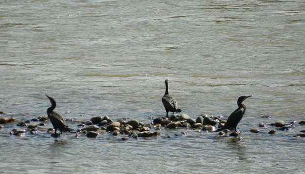 Spot many different kinds of animals