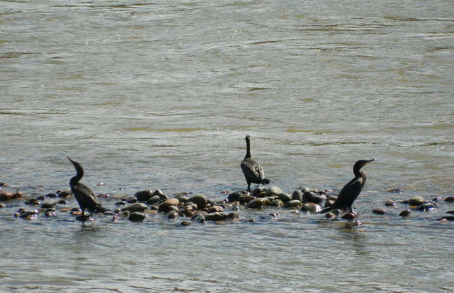 Magdalena River Cruise - Photo 4