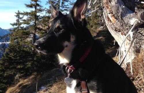 Alpine Blue Apartments - Foto 16