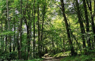 Forest paradise - Photo 5