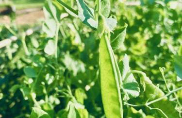 The Apple Shed - cosy cabin nestled in orchard in rural Devon - Foto 22